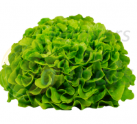 Laitue feuille de chêne