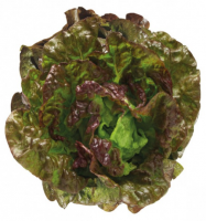 Batavia rouge grenobloise