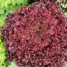 Salade lollo rouge
