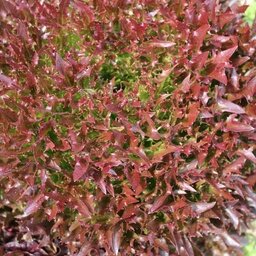Salade incisée rouge