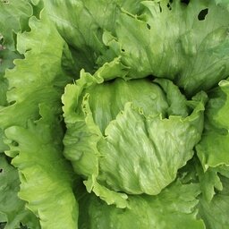 Salade iceberg