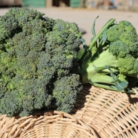Brocolis