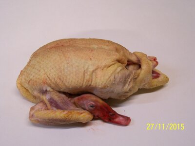 Canard de barbarie