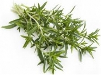 Sariette des montagne fraiche