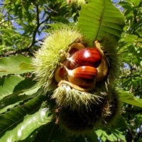 Confiture de châtaignes nature