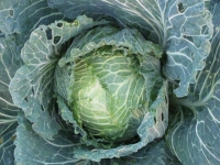 Petit chou milan de lorient 