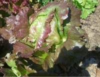 Laitue icerberg rouge - batavia