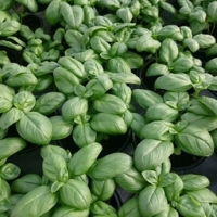 Plant basilic grand vert pot 10.5 cm