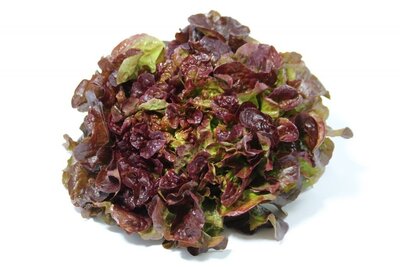 Feuille de chêne, plein champ