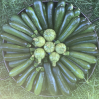 Courgettes