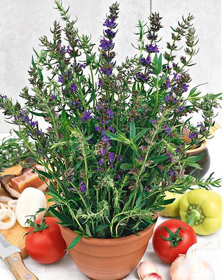 Hysope officinale