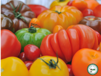 Tomate variété ancienne