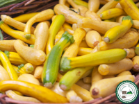 Courgette jaune