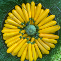 Courgettes jaunes