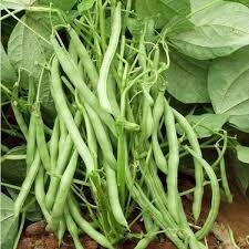 Haricot vert 