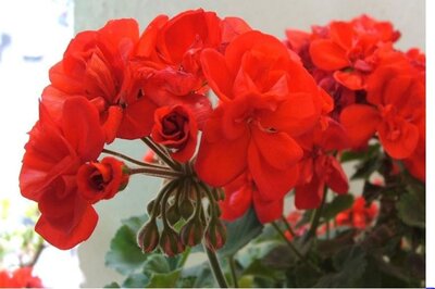 Géranium rouge vif lot :-2 achetés 1 offert