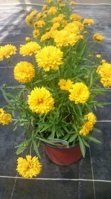 Coréopsis jaune en pot de 3l