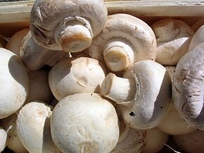 Champignon paris-1kg