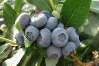 Myrtilles 🫐 (ou bluets) bio 5kg