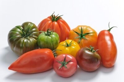 Mélange de tomates anciennes bio