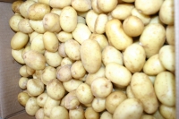 Pomme de terre grenailles variété