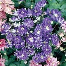 Ancolie bleu en pot de 3l