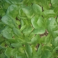 Plant scarole plate par 6