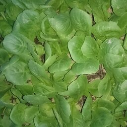 Plant scarole plate par 6