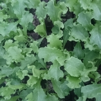 Plant scarole frisée par 6