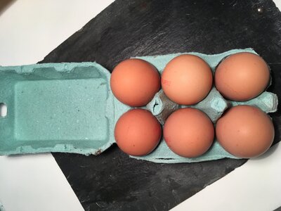 Oeufs fermiers volière x6