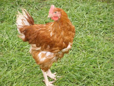 Poulets fermiers prêt à cuire