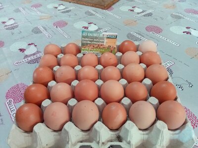 Oeufs extra frais de plein air par 30