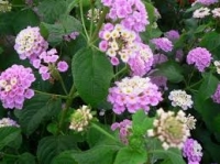 Lantana fleurs rose