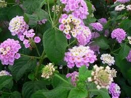 Lantana fleurs rose