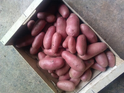 Pommes de terre nouvelles