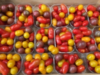 Tomates cerises anciennes, barquette. jumièges