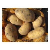 * 1 kg pommes de terre nouvelles ditta bio
