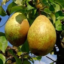 Poire guyot (récolte 2021)