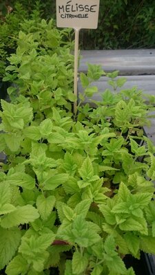 Plant mélisse citronnelle pot 13 cm