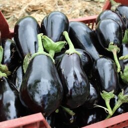 Aubergine