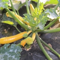 Courgettes jaunes