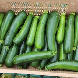Courgettes vertes en promotion