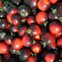 Tomate indigo