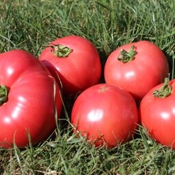 Tomate rose de berne