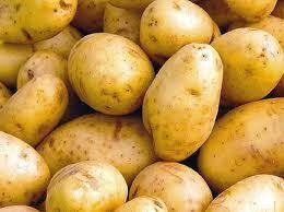 Pomme de terre nouvelle agata