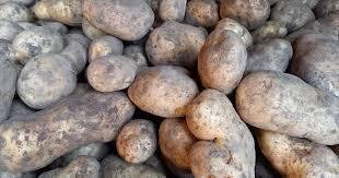 Pomme de terre bintje