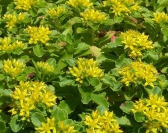 Sedum jaune en pot de 3l