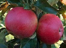 Pomme d'été - arkcharm