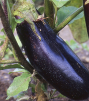 Aubergines