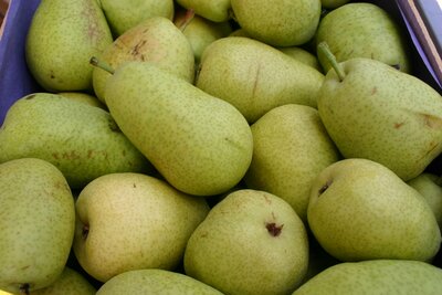 Poire williams   ( récolte 2021)